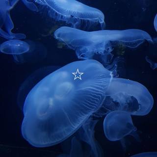 Jellyfish phone wallpaper