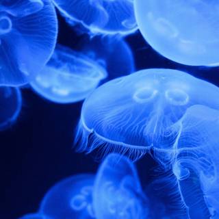 Jellyfish phone wallpaper