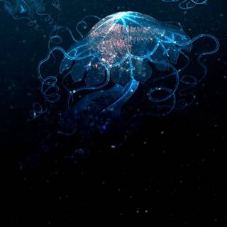 Jellyfish phone wallpaper