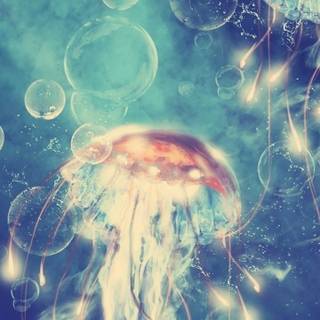 Jellyfish phone wallpaper