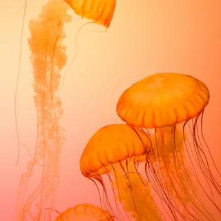 Jellyfish phone wallpaper