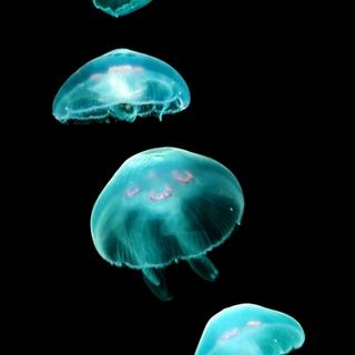 Jellyfish phone wallpaper