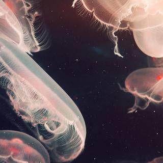 Jellyfish phone wallpaper