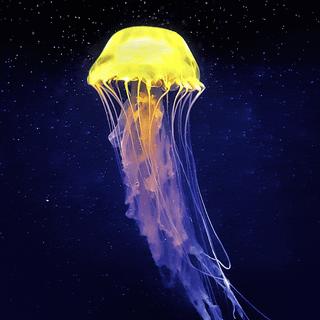 Jellyfish phone wallpaper