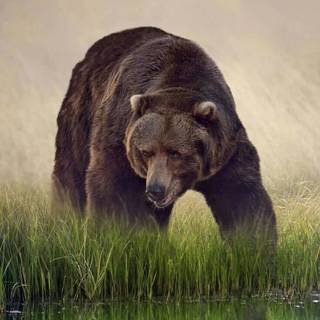 Grizzly bear iPhone wallpaper