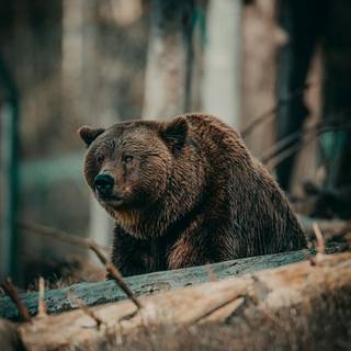 Grizzly bear iPhone wallpaper