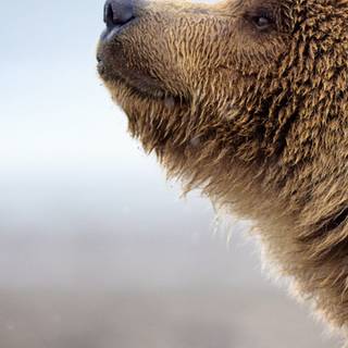 Grizzly bear iPhone wallpaper