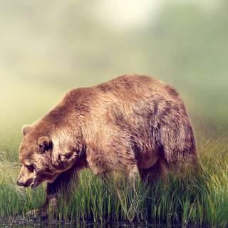 Grizzly bear iPhone wallpaper