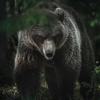 Grizzly bear iPhone wallpaper