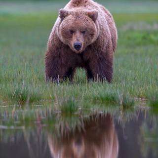 Grizzly bear iPhone wallpaper