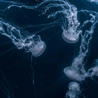 Jellyfish phone wallpaper