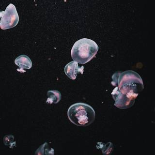 Jellyfish phone wallpaper