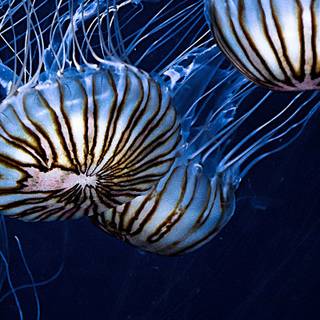 Jellyfish phone wallpaper