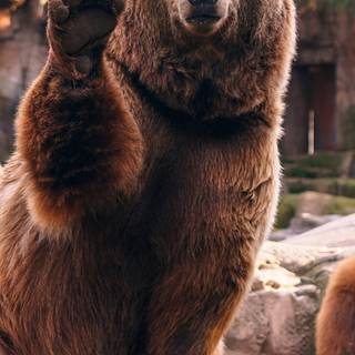 Grizzly bear iPhone wallpaper