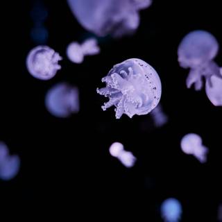 Jellyfish phone wallpaper