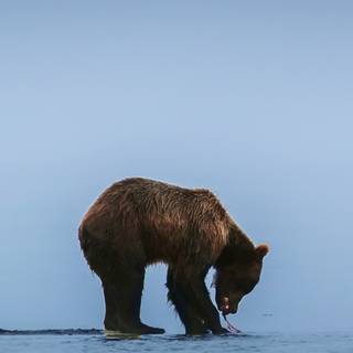 Grizzly bear iPhone wallpaper