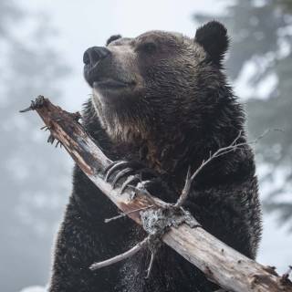 Grizzly bear iPhone wallpaper