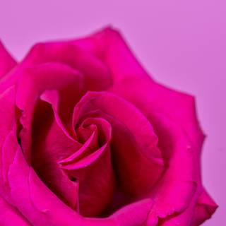 Hot pink iPhone wallpaper