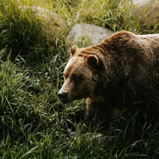 Grizzly bear iPhone wallpaper