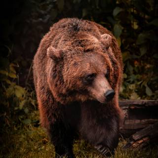 Grizzly bear iPhone wallpaper