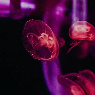 Jellyfish phone wallpaper