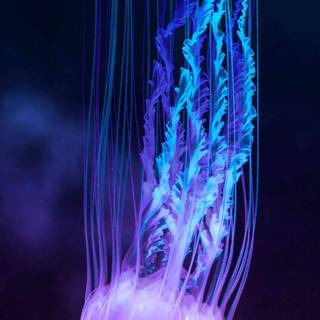 Jellyfish phone wallpaper