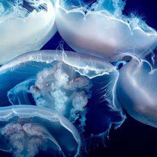 Jellyfish laptop wallpaper