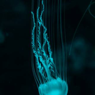 Jellyfish phone wallpaper