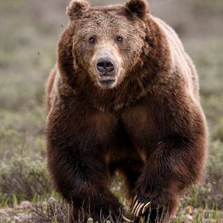 Grizzly bear iPhone wallpaper