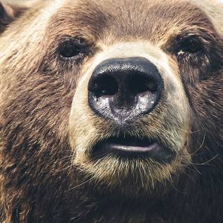 Grizzly bear iPhone wallpaper
