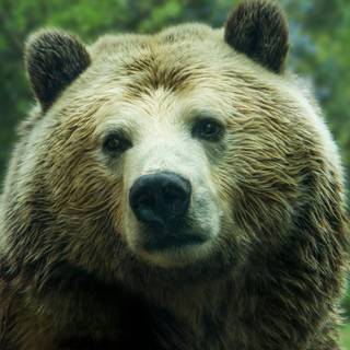 Grizzly bear iPhone wallpaper