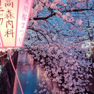 Cherry Blossom tree phone wallpaper