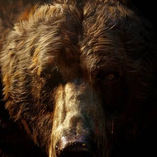 Grizzly bear iPhone wallpaper