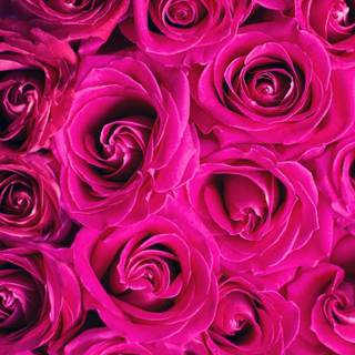 Hot pink iPhone wallpaper