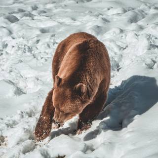 Grizzly bear iPhone wallpaper