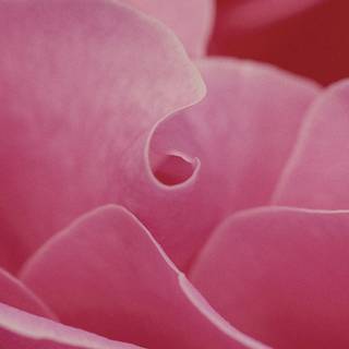 Hot pink iPhone wallpaper