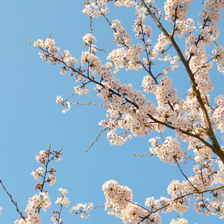 Cherry Blossom tree phone wallpaper