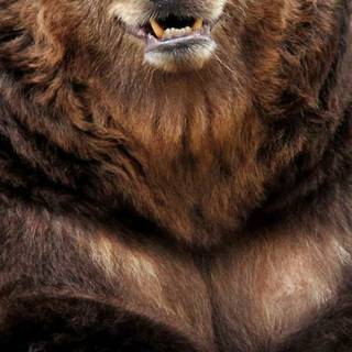 Grizzly bear iPhone wallpaper