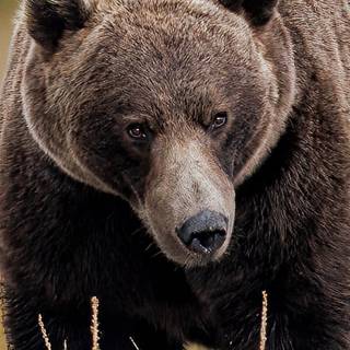 Grizzly bear iPhone wallpaper