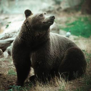 Grizzly bear iPhone wallpaper