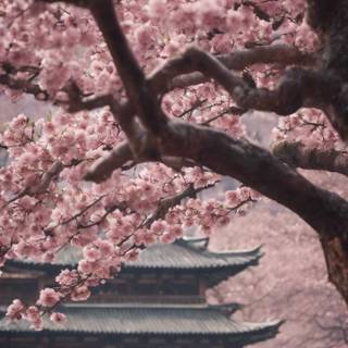 Cherry Blossom tree phone wallpaper