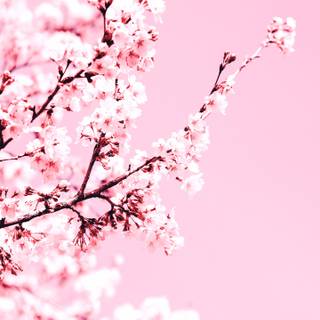 Cherry Blossom tree phone wallpaper