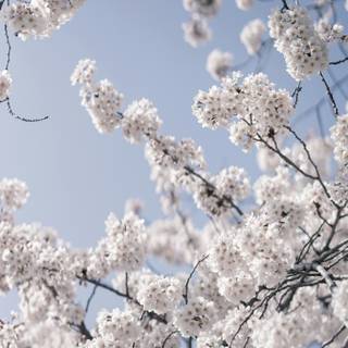 Cherry Blossom tree phone wallpaper