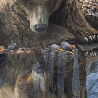 Grizzly bear iPhone wallpaper