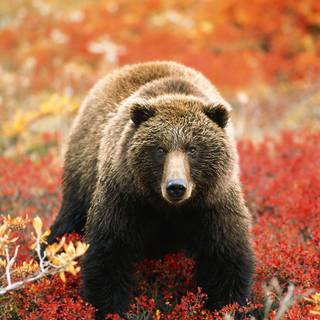 Grizzly bear iPhone wallpaper