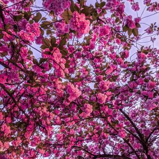 Cherry Blossom tree phone wallpaper
