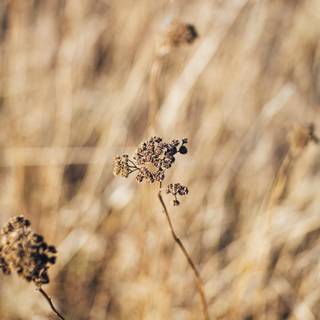 iPhone relax wallpaper