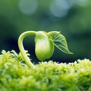 Growing plant wallpaper