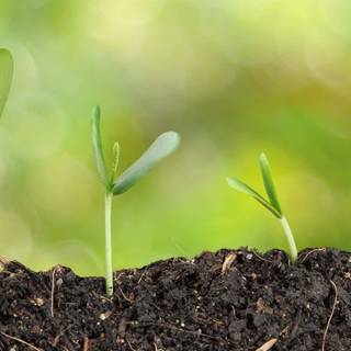 Growing plant wallpaper