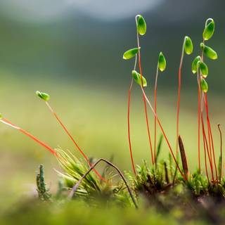 Growing plant wallpaper